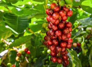 Produtores e exportadores mundiais de café se reúnem para encontrar solução para crise no setor