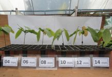 Pesquisas indicam regime hídrico equilibrado para mudas de Cacaueiro no Noroeste do Estado