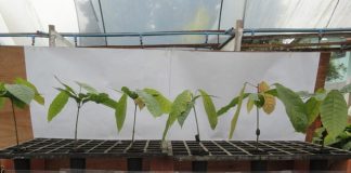 Unidade Mista de Pesquisa do Cacau reúne experiência e tecnologia para alavancar produção nacional