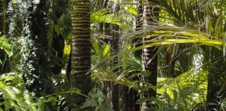 Florestas Plantadas geram estoque de 4,2 bilhões de gás carbônico equivalente