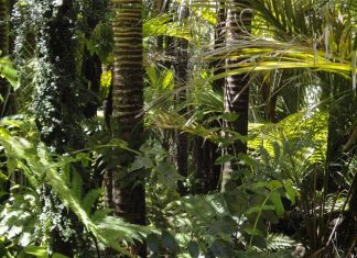Florestas Plantadas geram estoque de 4,2 bilhões de gás carbônico equivalente