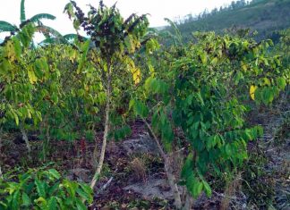 Produtor está à espera de chuva, que pode ser determinante para a safra 2020 de café