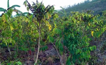 Ausência de chuva deixa cafeicultores em alerta