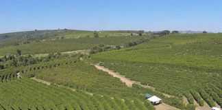 Embrapa Café realizará live sobre chamada de novos projetos de pesquisa para cafeicultura