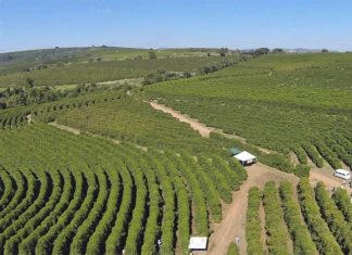 Embrapa Café realizará live sobre chamada de novos projetos de pesquisa para cafeicultura