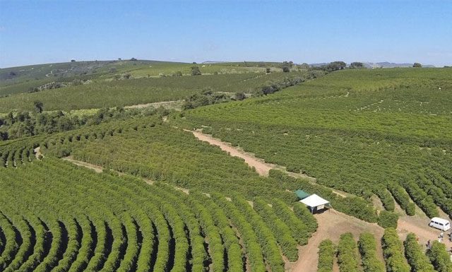 Trabalho utiliza sensoriamento para mapear variabilidade espacial de lavouras de café