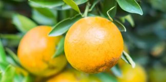 Nota Técnica do Idaf sobre o greening