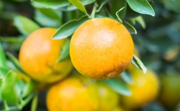 Nota Técnica do Idaf sobre o greening