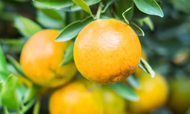 Nota Técnica do Idaf sobre o greening