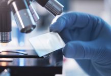 Pesquisa estuda a relação entre percevejos para o controle e manejo de pragas no Brasil