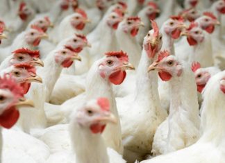 Comitê Gestor de Enfrentamento à Influenza Aviária é formalizado no ES