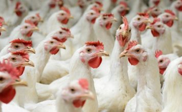 Carne de frango: Japão retira suspensão de exportação de Santa Catarina