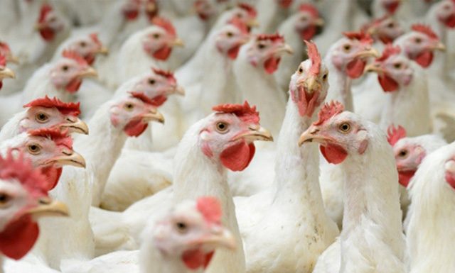 Exportações de carne de frango crescem 1,8%