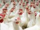 Ministério da Agricultura declara emergência zoossanitária devido à Influenza Aviária no Brasil