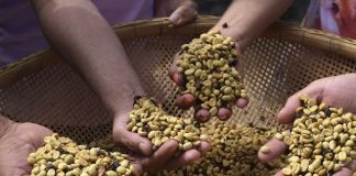 II Concurso do Café Conilon de Jaguaré, edição 2023, é lançado oficialmente