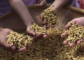 Cooperativismo impulsiona cada vez mais a produção de café no Brasil