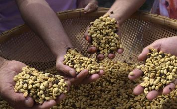 Projeto de Lei propõe equiparação tributária entre café arábica e conilon no Espírito Santo