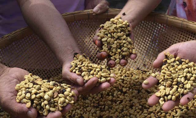 Cooperativismo impulsiona cada vez mais a produção de café no Brasil