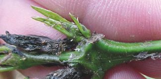 Pesquisa mostra sistema alternativo de controle de formigas em benefício das lavouras