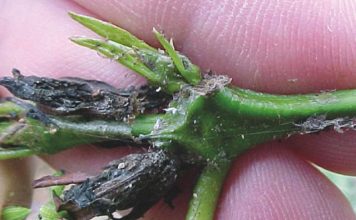 Pesquisa mostra sistema alternativo de controle de formigas em benefício das lavouras