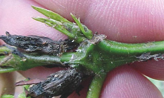 Pesquisa mostra sistema alternativo de controle de formigas em benefício das lavouras