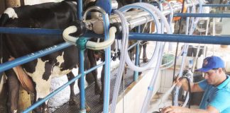 Coopeavi aumenta bonificação por leite com mais qualidade