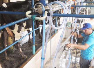 2022 é marcado por preços recordes no setor lácteo