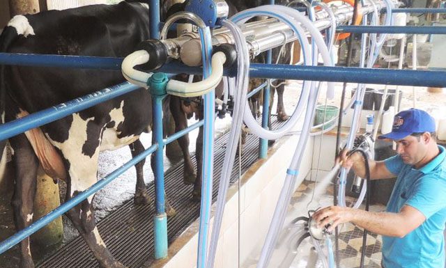 Insumos derrubam margem do produtor de leite em 50%