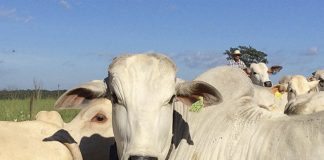 Brasil pode ter três novas áreas livres de febre aftosa sem vacinação