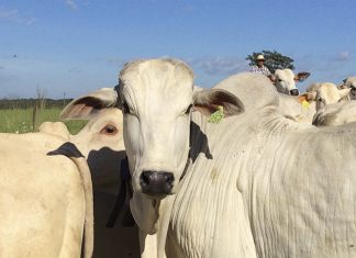1ª edição do Simpósio Nelore Capixaba acontece em Vila Velha