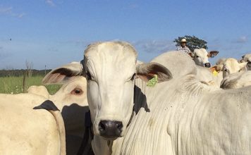 1ª edição do Simpósio Nelore Capixaba acontece em Vila Velha