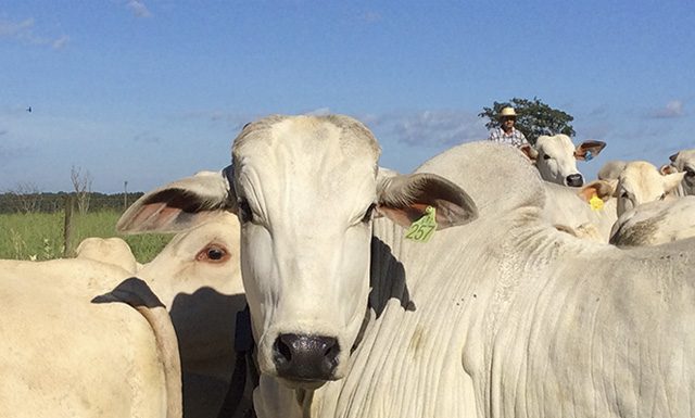 Sustentado pela pecuária PIB agro sobe 0,12% em julho