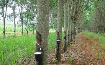 Preço referência de importação da borracha natural tem queda de 9,25% em abril