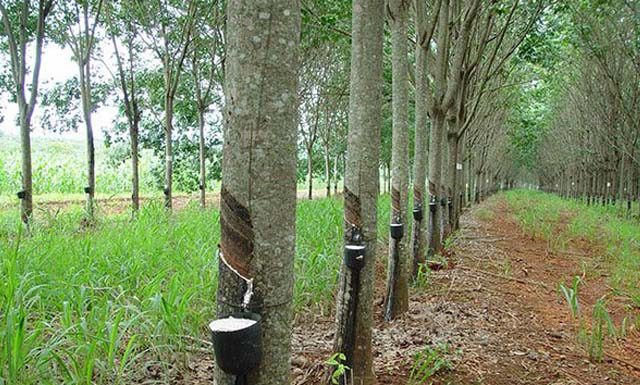 Faes estreita relacionamento interinstitucional com setor da heveicultura