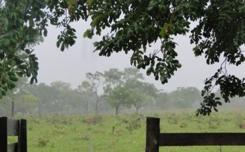 Produtores de Minas Gerais e Espírito Santo se preocupam com excesso de chuvas na lavoura