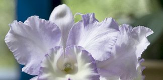 Lei de incentivo à floricultura entra em vigor no ES