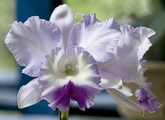 Lei de incentivo à floricultura entra em vigor no ES