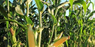 Projeto proíbe uso de defensivos que contenham atrazina no Brasil