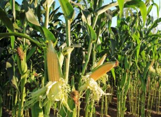 Projeto proíbe uso de defensivos que contenham atrazina no Brasil