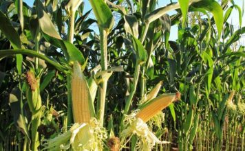 Mais de 3 mil toneladas de milho disponíveis no ES pelo ProVB