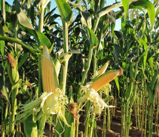 Mais de 3 mil toneladas de milho disponíveis no ES pelo ProVB