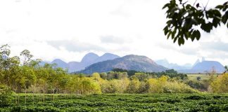 É cedo para saber impacto da estiagem nos cafezais do Brasil