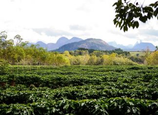 Brasil conta com 12 indicações geográficas para o café