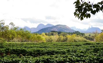 É cedo para saber impacto da estiagem nos cafezais do Brasil