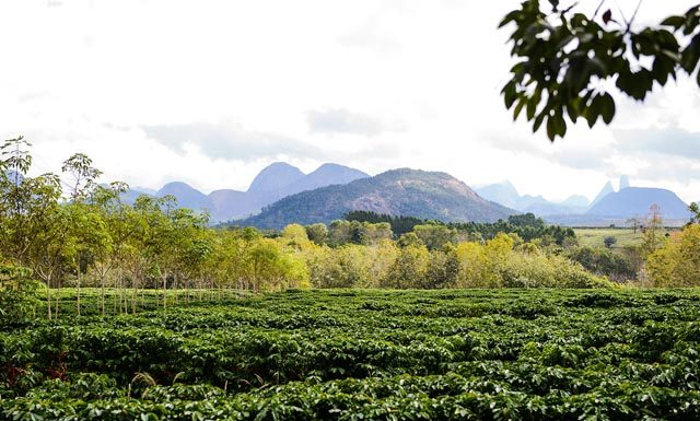 É cedo para saber impacto da estiagem nos cafezais do Brasil