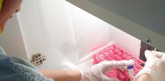 Coopeavi disponibiliza ferramenta para diagnosticar causa da mastite em até 24 horas