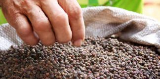 Após missão internacional, Coopbac vende 26 ton de pimenta-do-reino para Israel