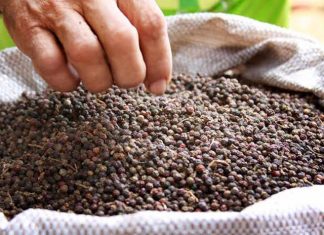 Após missão internacional, Coopbac vende 26 ton de pimenta-do-reino para Israel