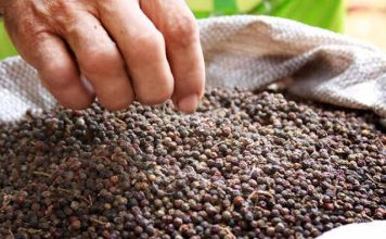 Após missão internacional, Coopbac vende 26 ton de pimenta-do-reino para Israel