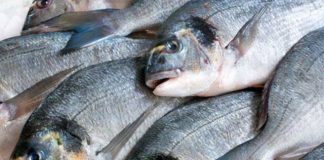 Brasil vai exportar peixe para Coreia do Sul
